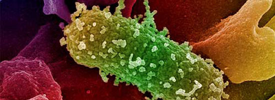 pathogens neisseria meningitidis meningococco vaccines university of messina 