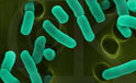 escherichia coli